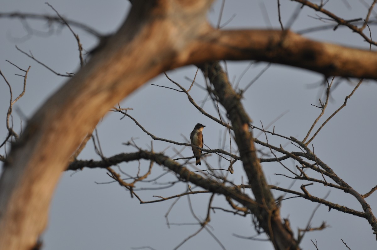 Olive-sided Flycatcher - ML67119721