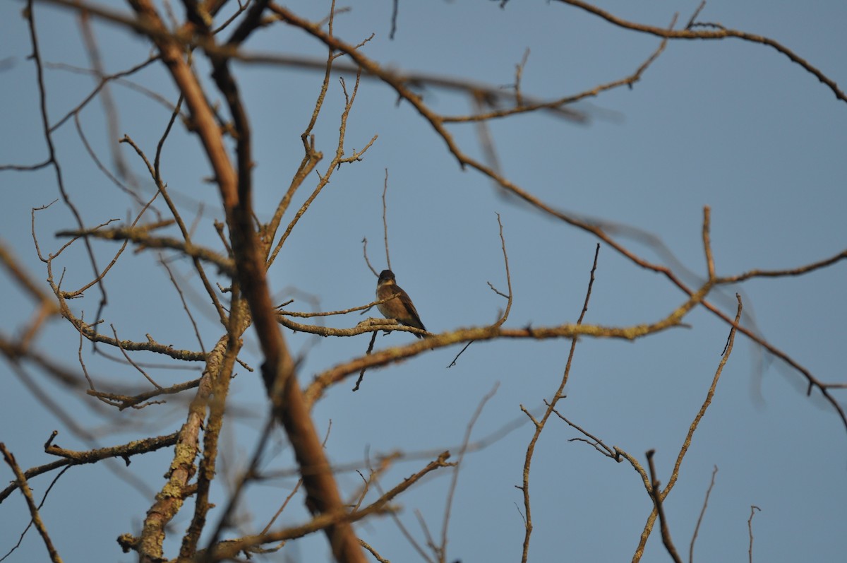 Olive-sided Flycatcher - Aaron Bourque