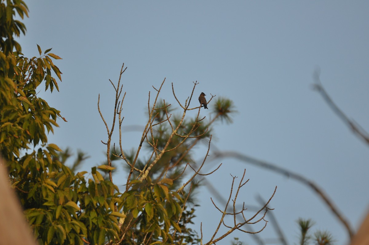 Olive-sided Flycatcher - Aaron Bourque