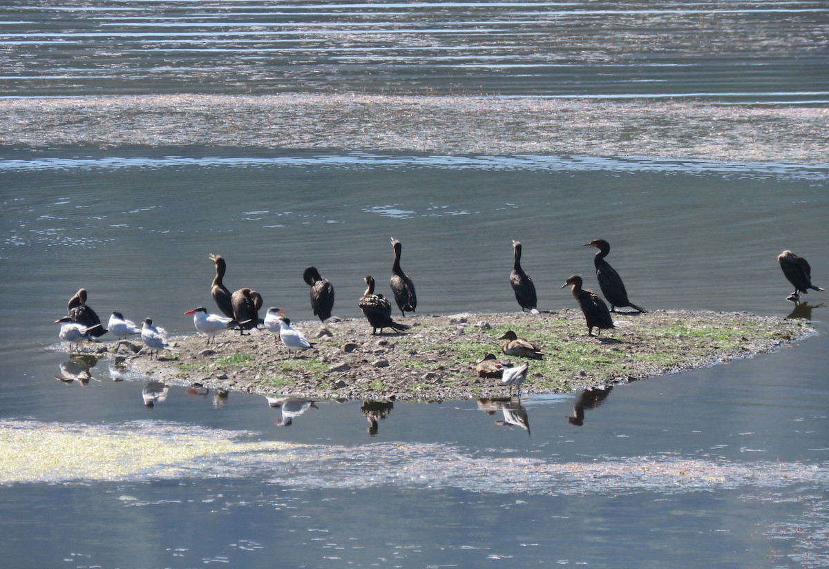 Double-crested Cormorant - ML67119931