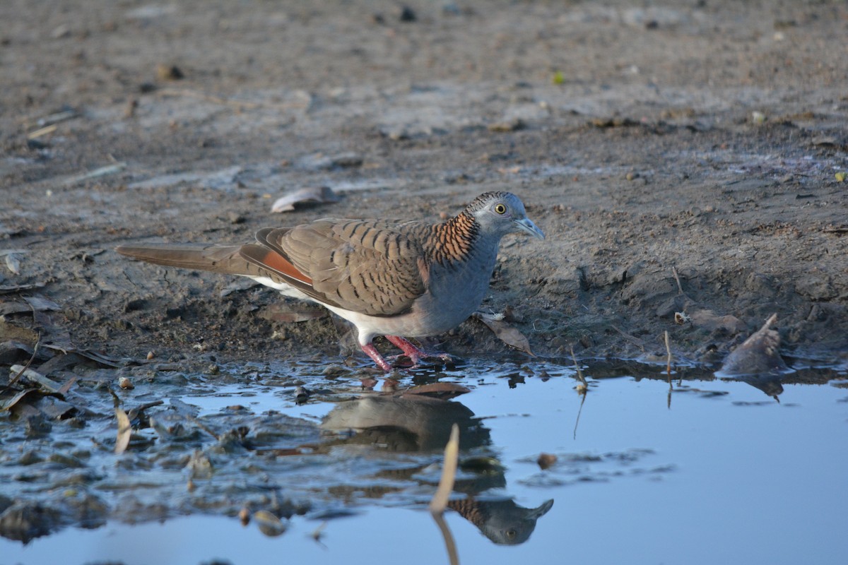 Bar-shouldered Dove - ML67120111