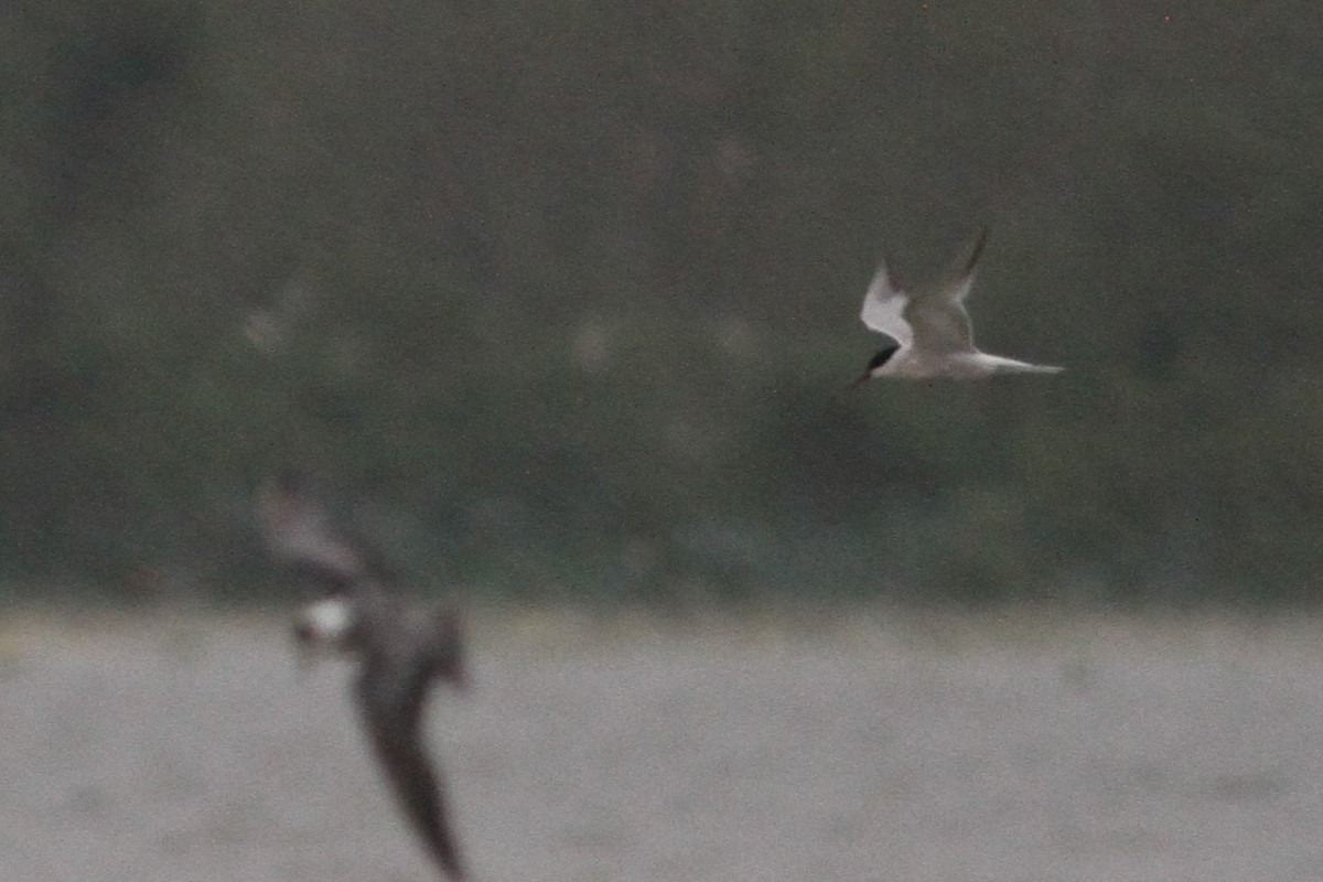 Common Tern - ML67120241