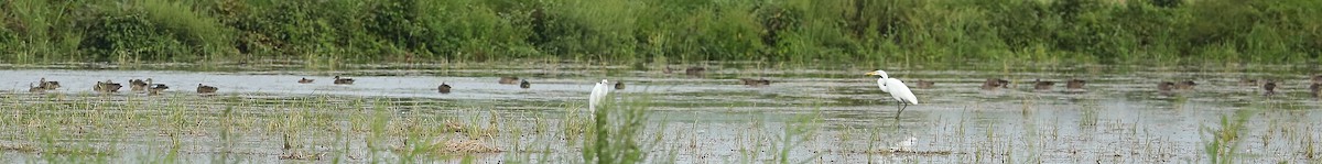 Blue-winged Teal - ML67122291