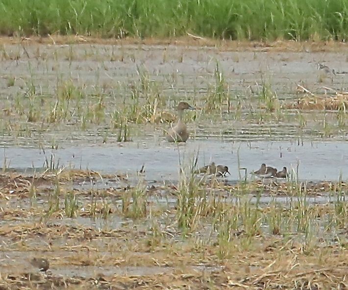 Northern Pintail - ML67122331