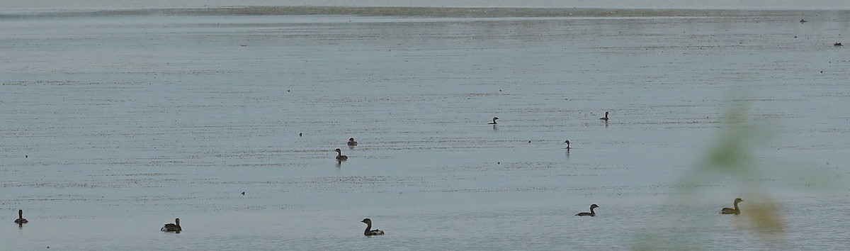 Pied-billed Grebe - ML67122471