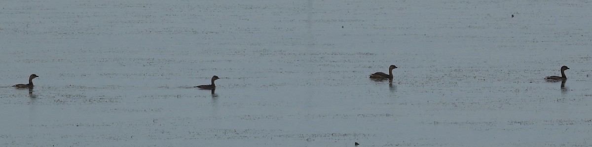 Pied-billed Grebe - ML67122481