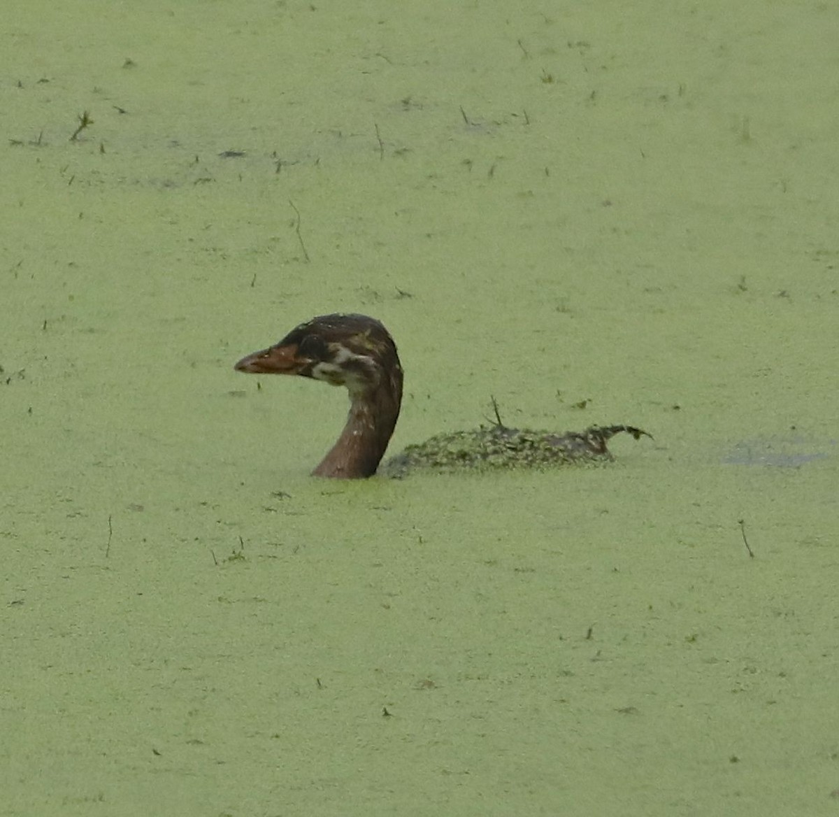 Pied-billed Grebe - ML67122491