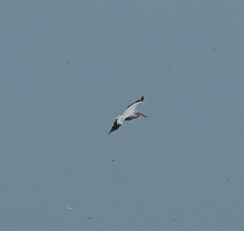 American White Pelican - ML67122601