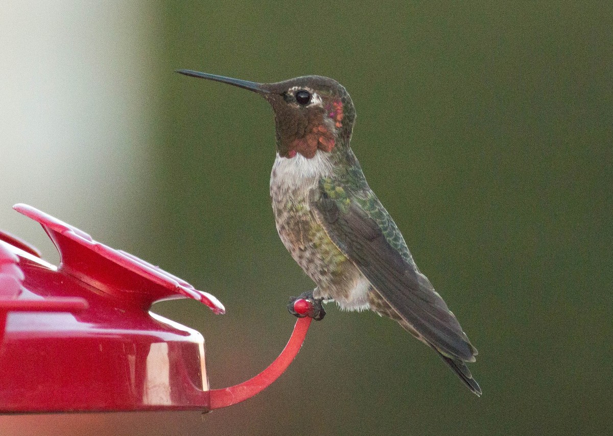 Anna's Hummingbird - Paul Fenwick