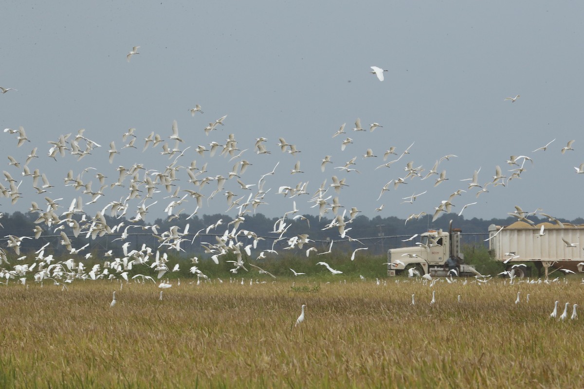 Western Cattle Egret - ML67123061