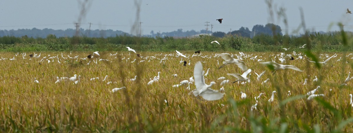 Чапля єгипетська (підвид ibis) - ML67123071