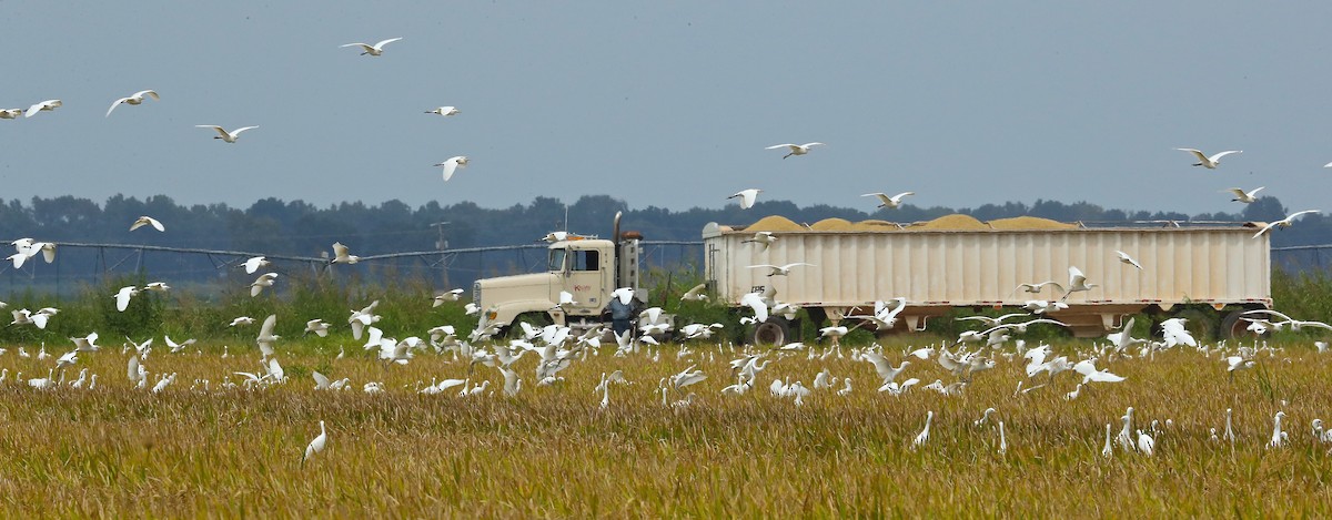 Western Cattle Egret - ML67123081