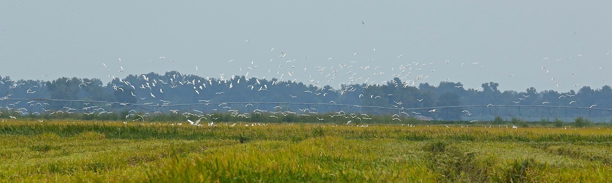 Чапля єгипетська (підвид ibis) - ML67123091