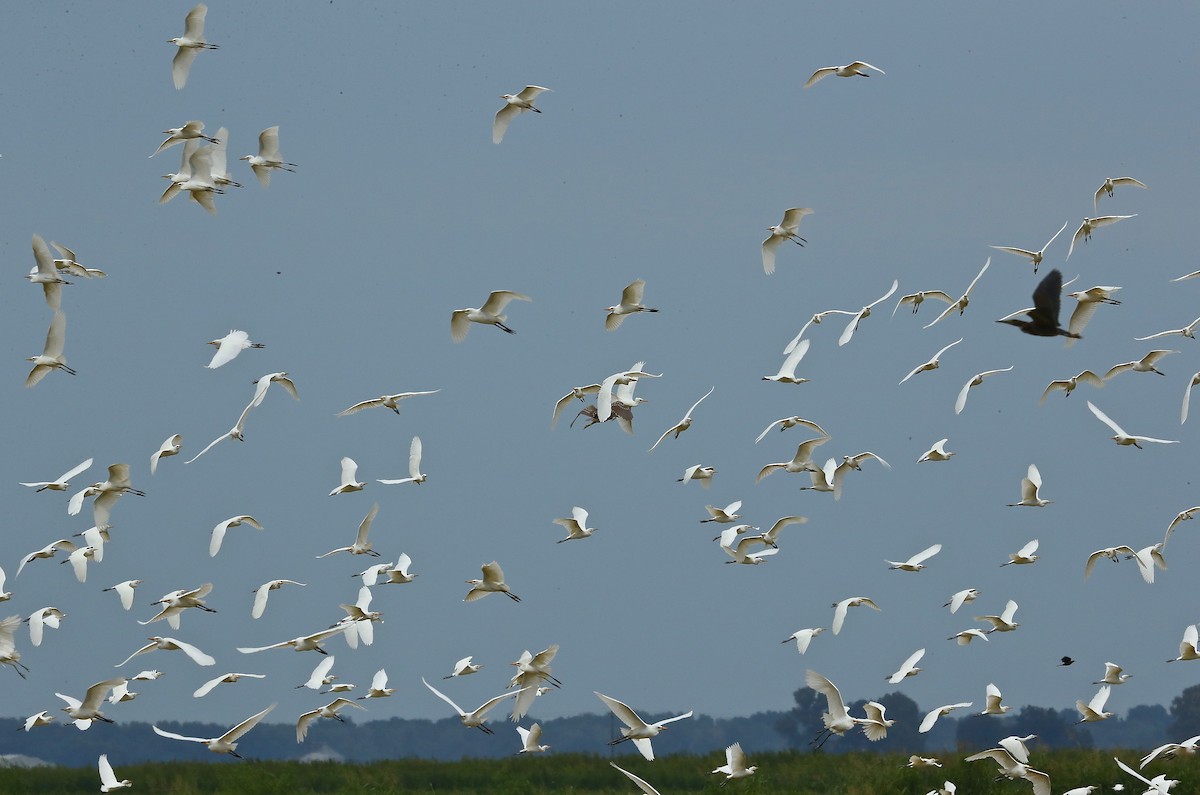 Western Cattle Egret - ML67123101