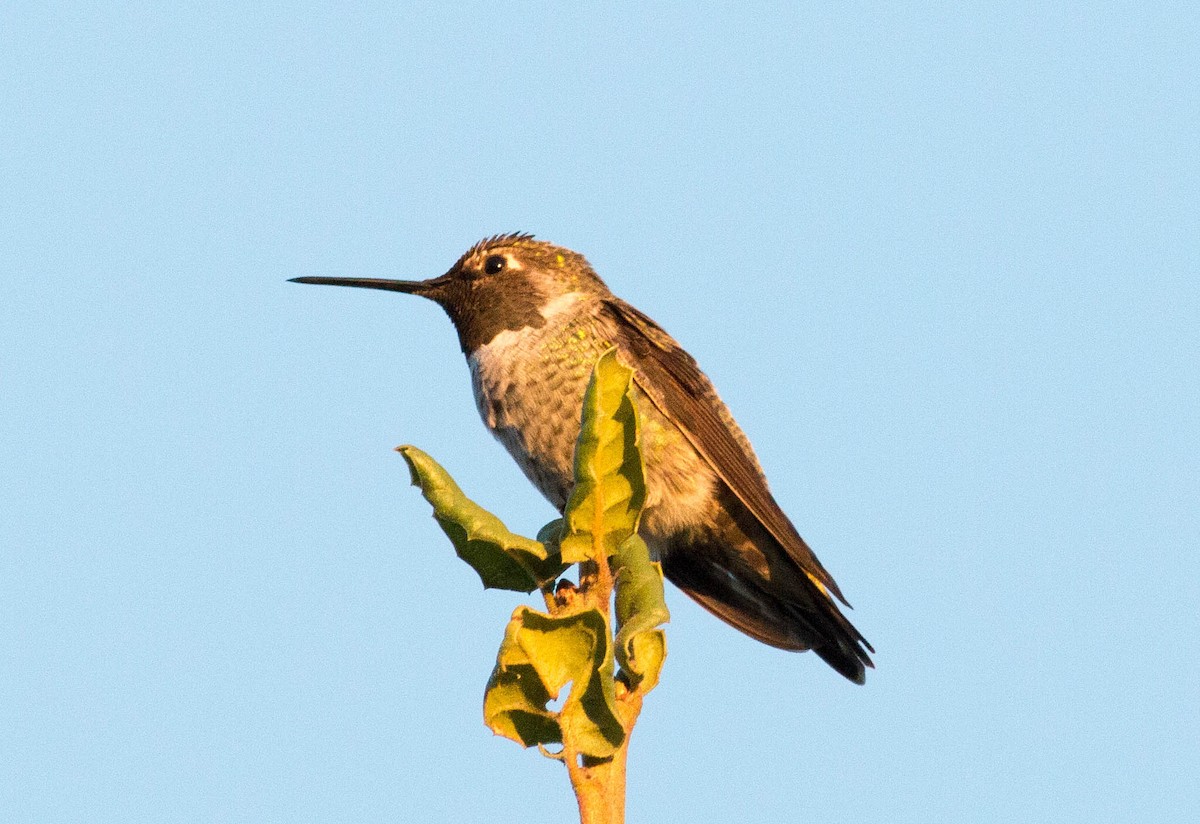 Anna's Hummingbird - Paul Fenwick