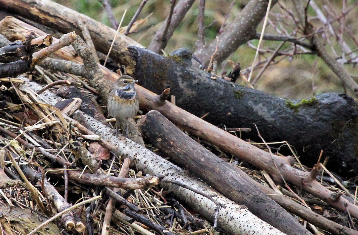 Bluethroat (White-spotted) - ML67123581