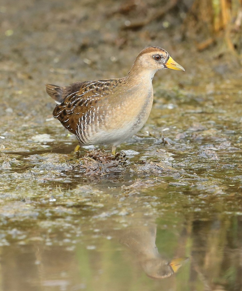 Polluela Sora - ML67123871