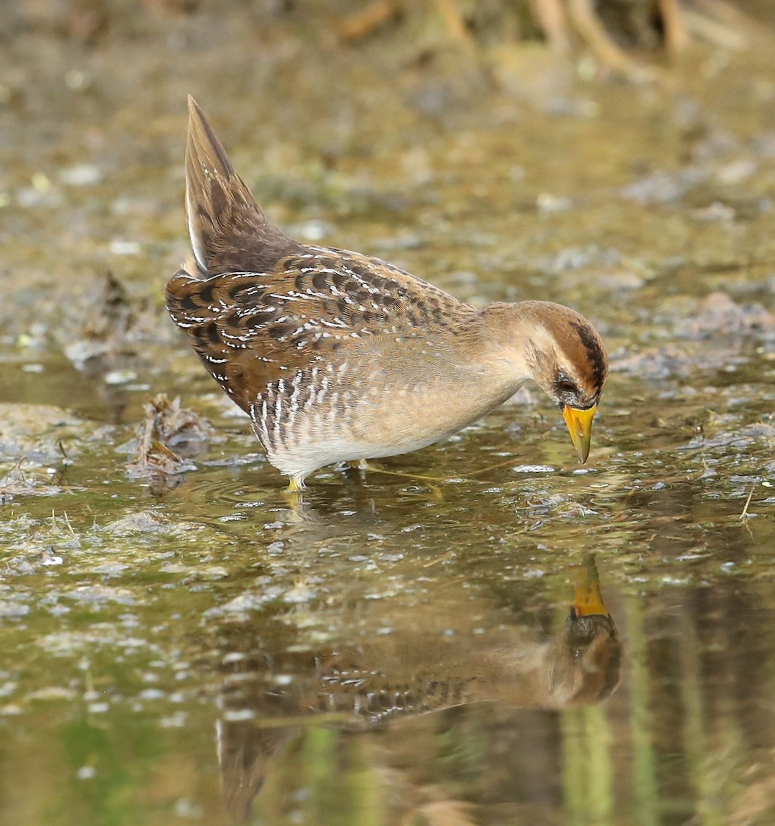 Polluela Sora - ML67123881