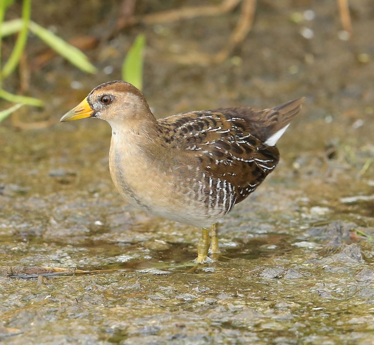 Polluela Sora - ML67123891