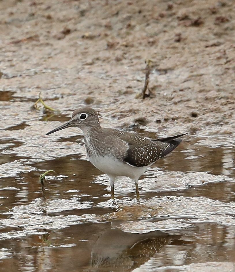 Solitary Sandpiper - ML67123951