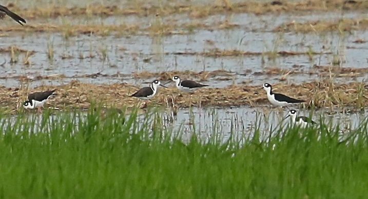 Black-necked Stilt - ML67124151