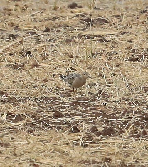 Buff-breasted Sandpiper - ML67124211