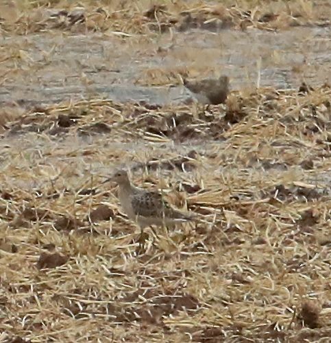 Buff-breasted Sandpiper - ML67124231