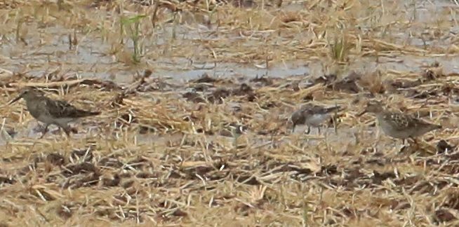 Buff-breasted Sandpiper - ML67124311