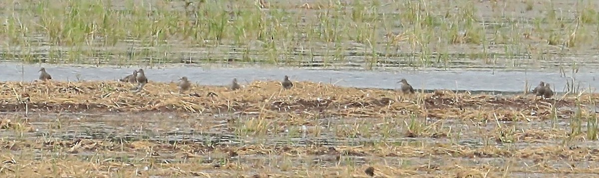 Pectoral Sandpiper - ML67124401