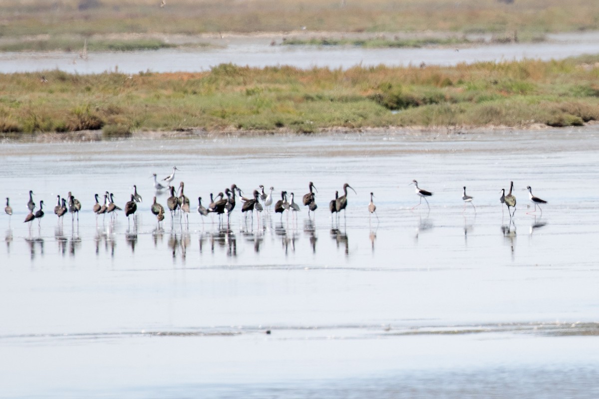 White-faced Ibis - ML67124621