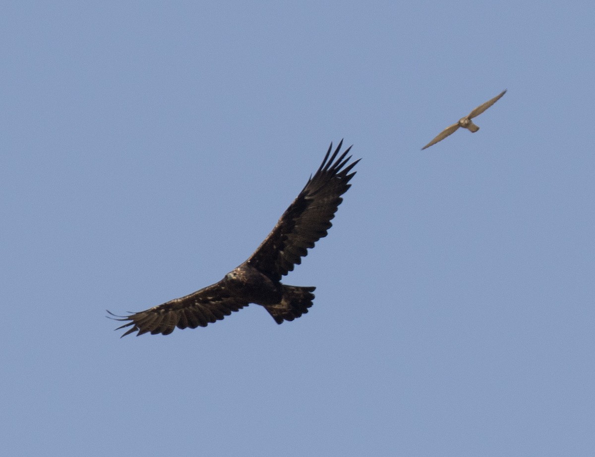 Golden Eagle - ML67124671