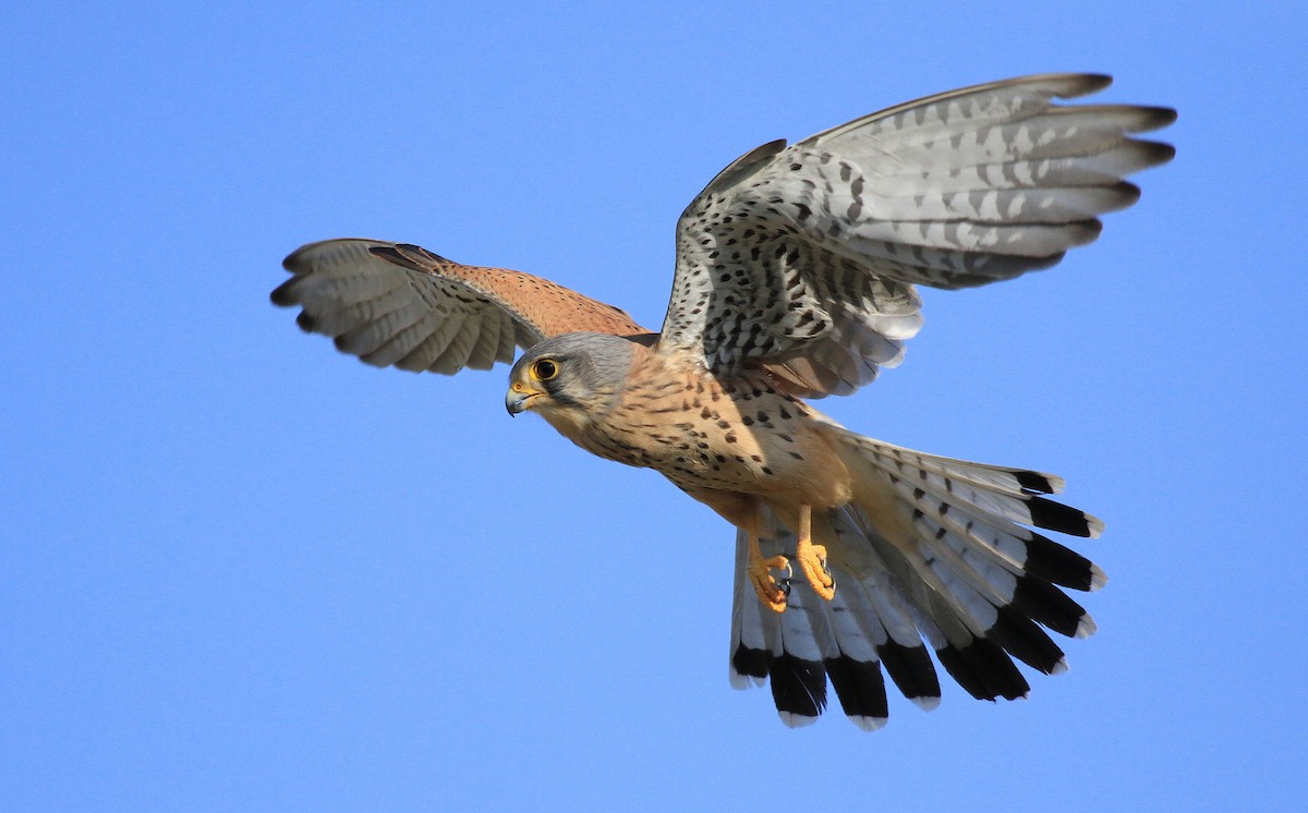 Eurasian Kestrel - Patrick MONNEY