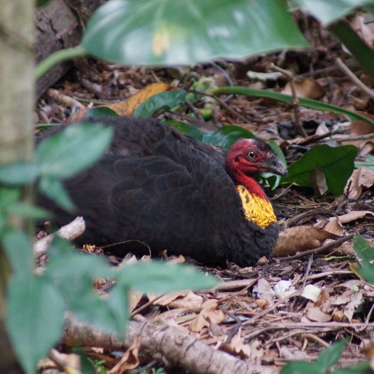 Australian Brushturkey - ML67126321