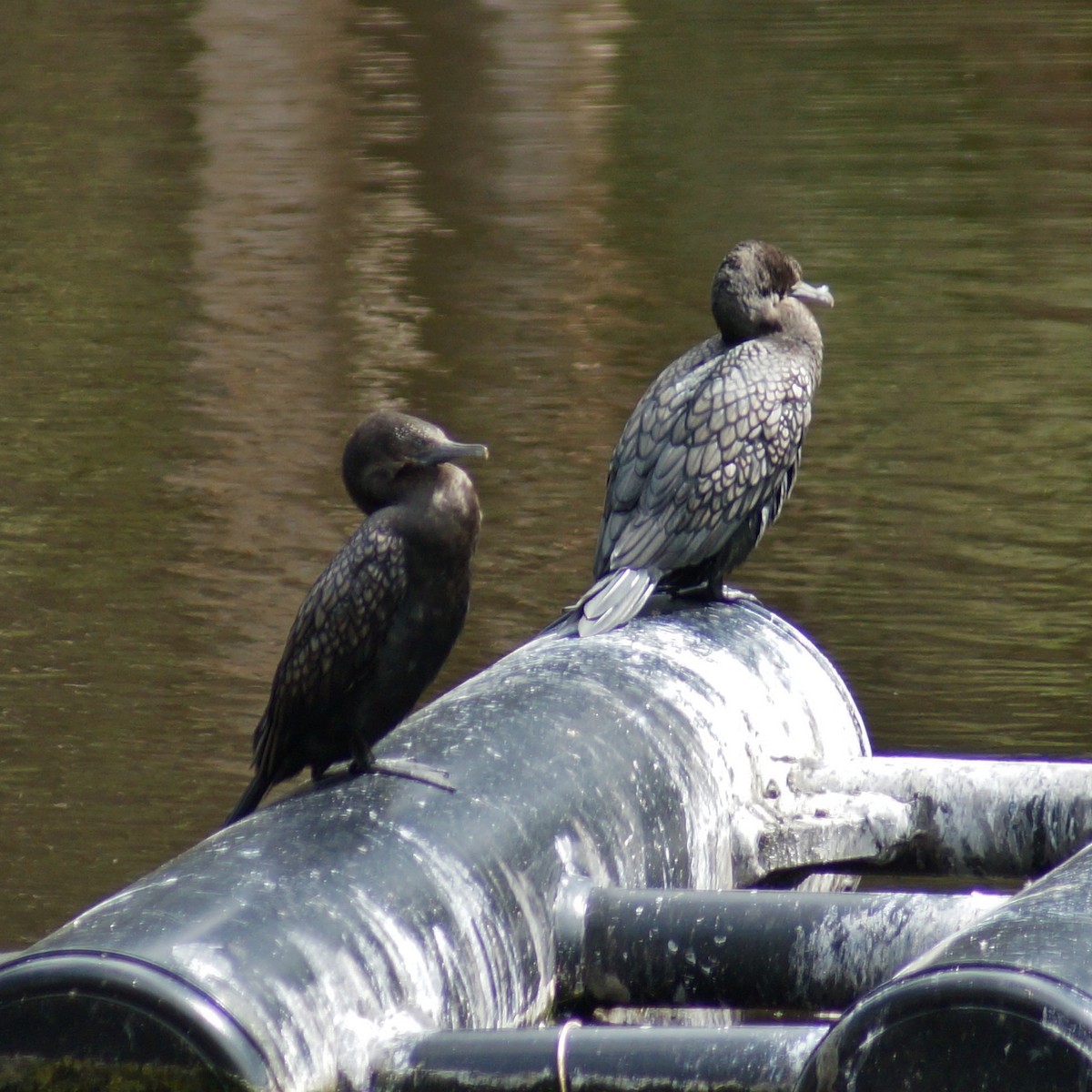 Little Black Cormorant - Sara Young