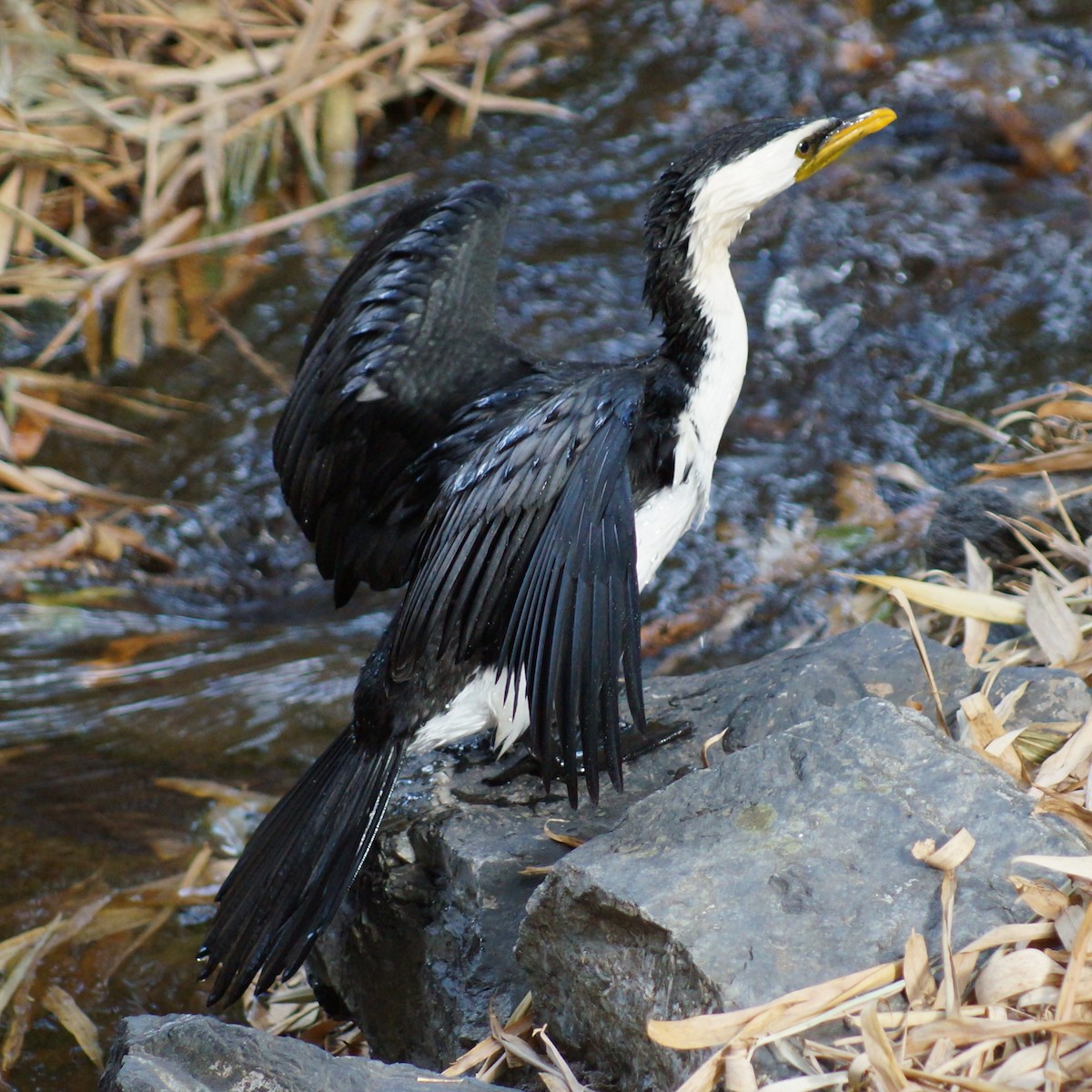 Little Pied Cormorant - ML67126361