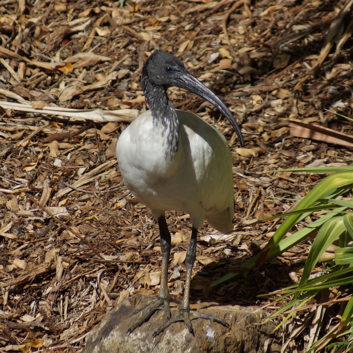 ibis australský - ML67126371