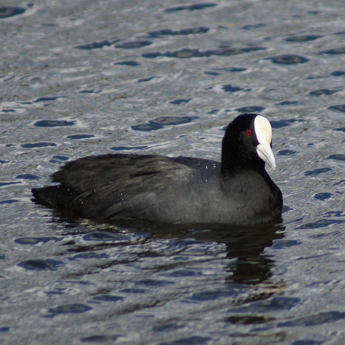 Eurasian Coot - Sara Young