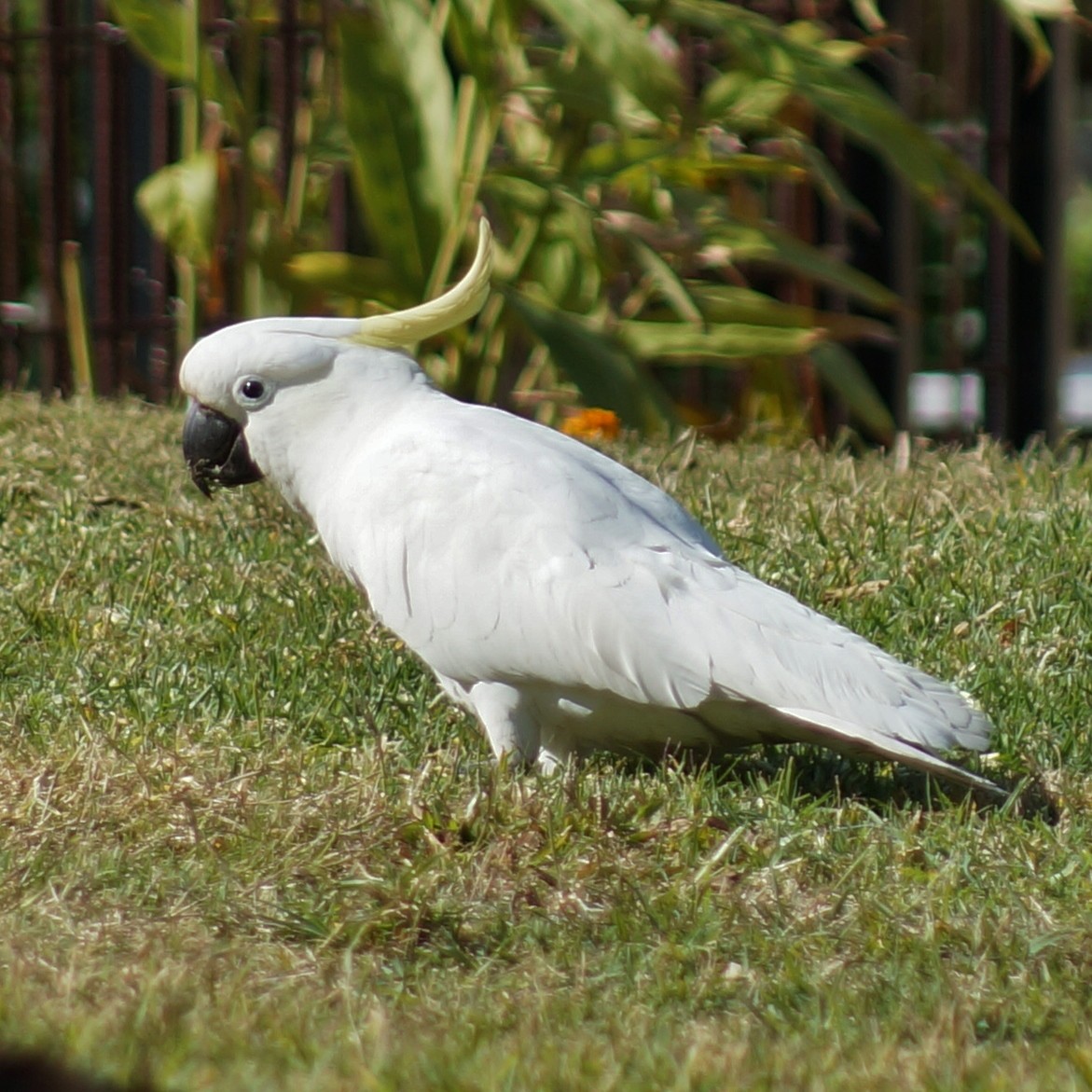 Sulphur-crested Cockatoo - ML67126491