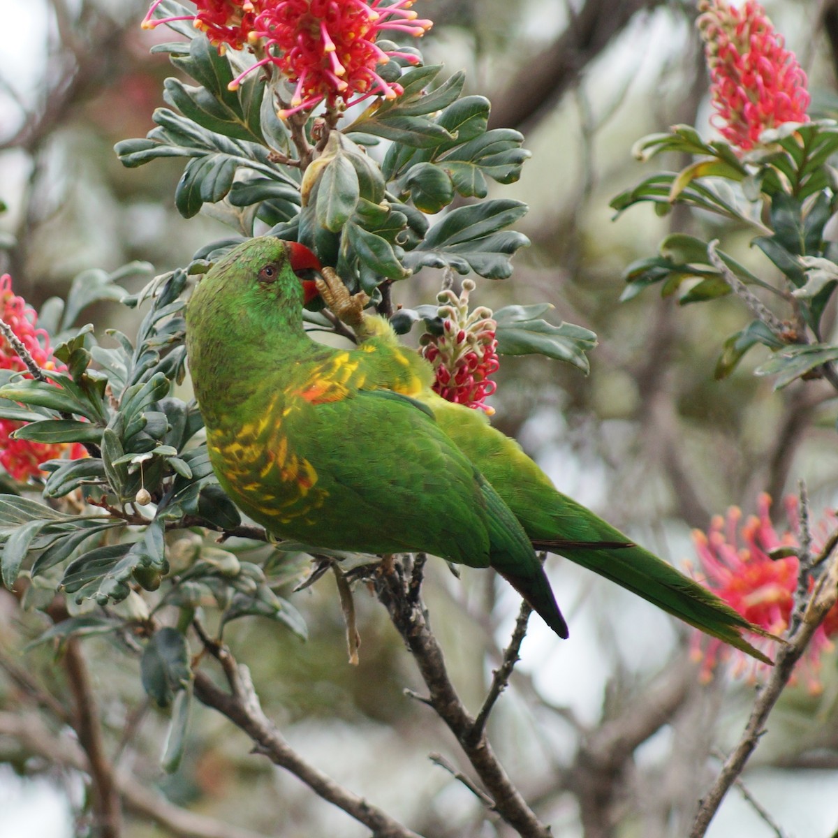 Scaly-breasted Lorikeet - Sara Young