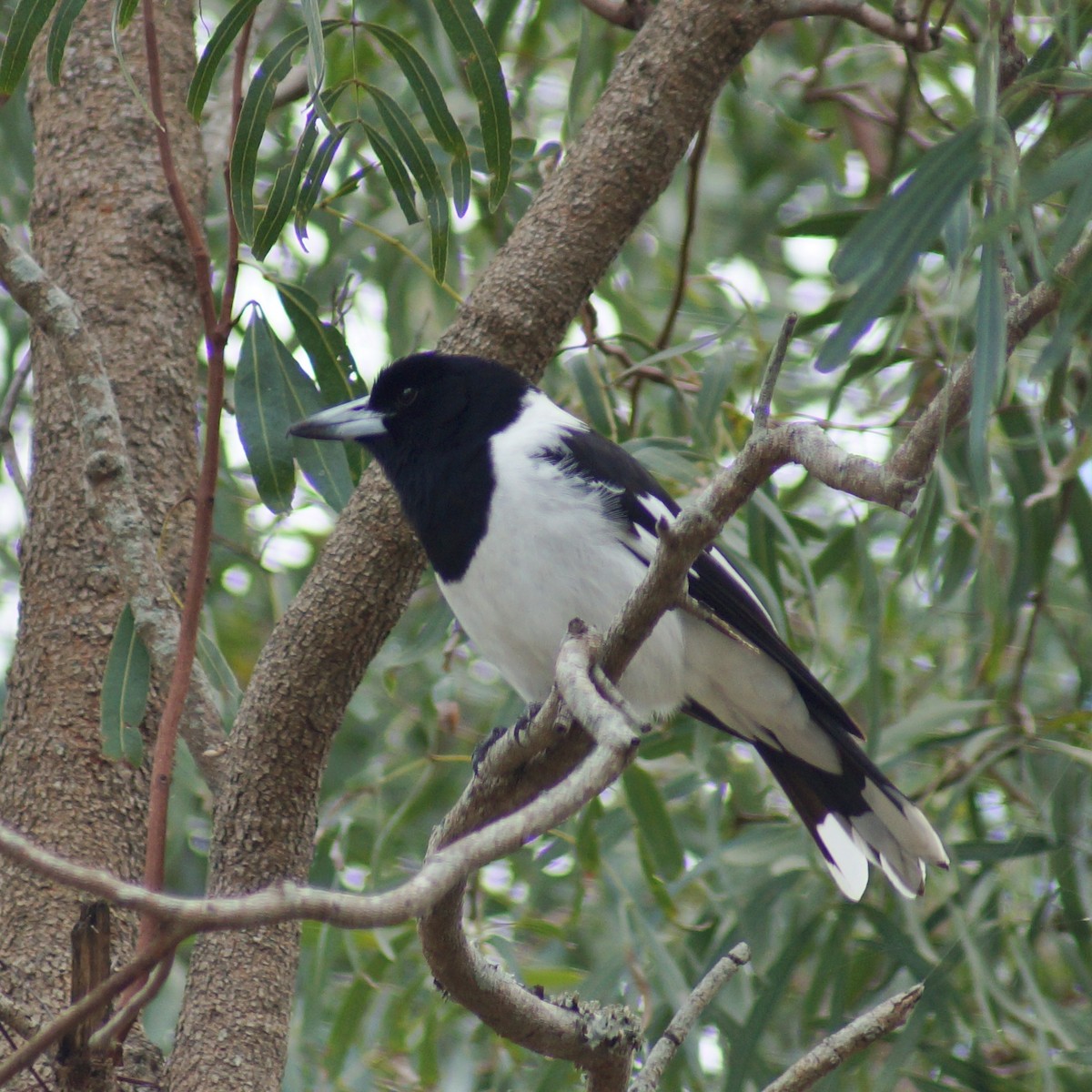 Pied Butcherbird - ML67126621