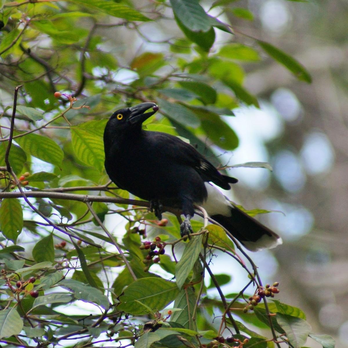 Pied Currawong - Sara Young