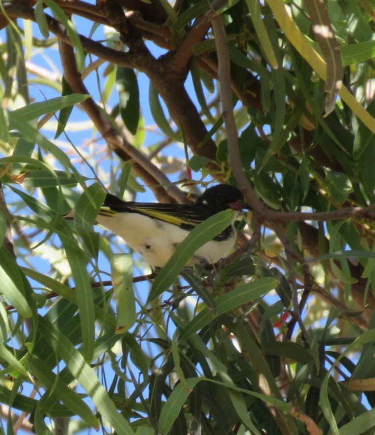 Painted Honeyeater - ML67127071