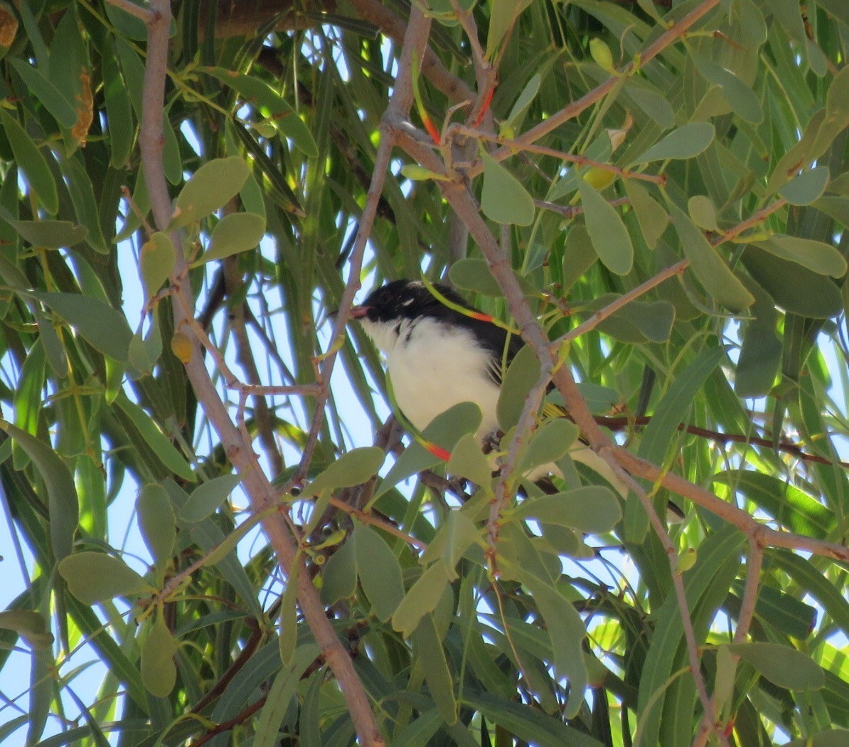 Painted Honeyeater - ML67127081