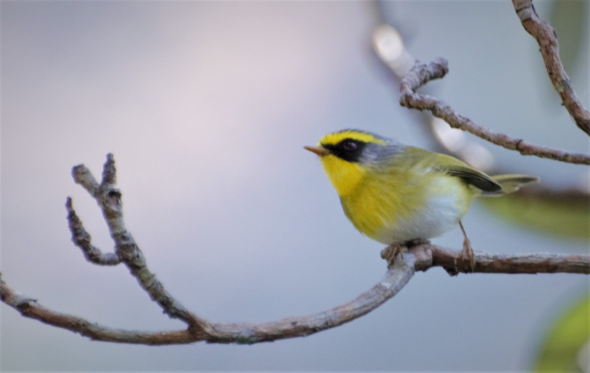 Black-faced Warbler - ML67129321