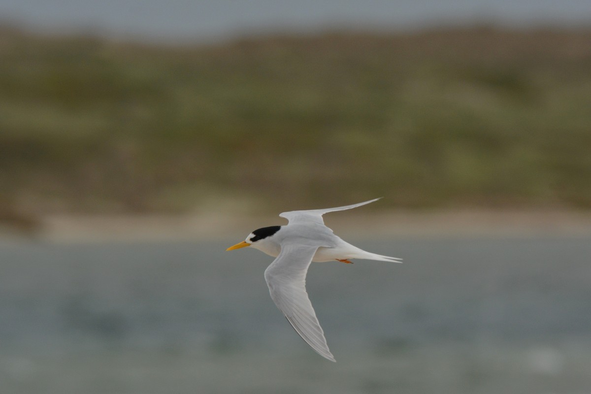 Australian Fairy Tern - Christopher Stephens