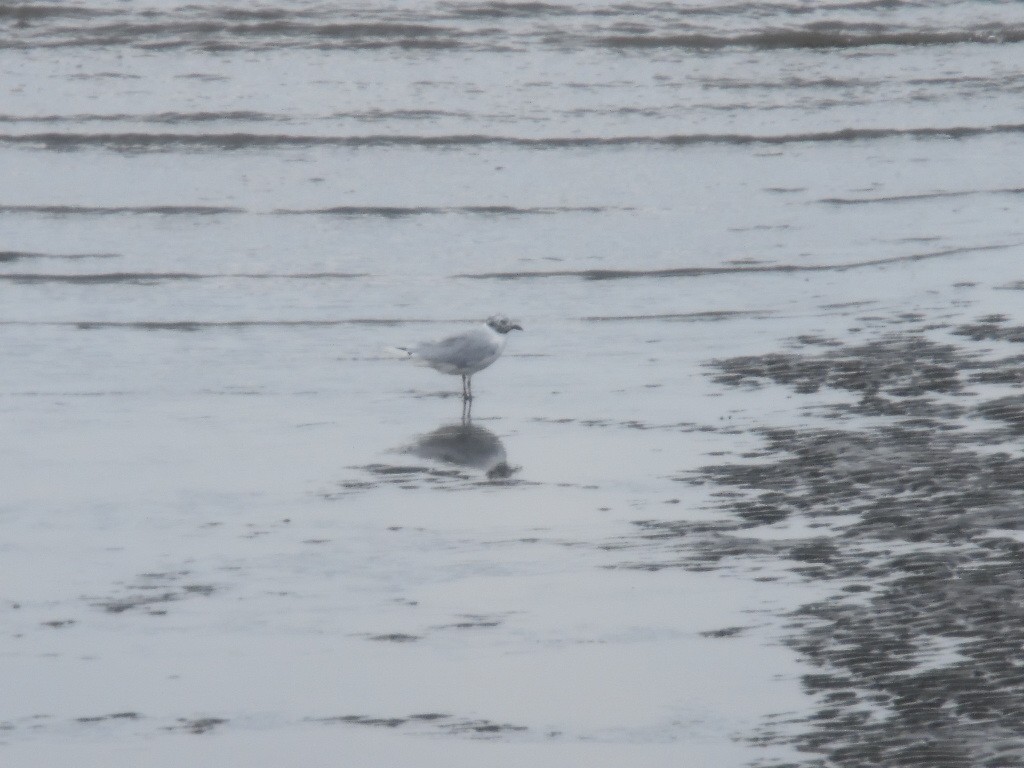 Saunders's Gull - ML67130551