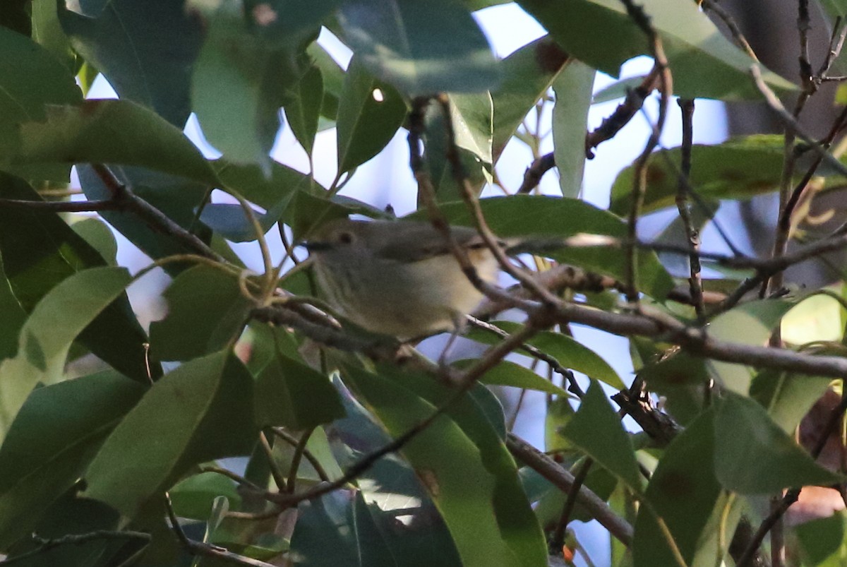 Brown Thornbill - Richard Fuller