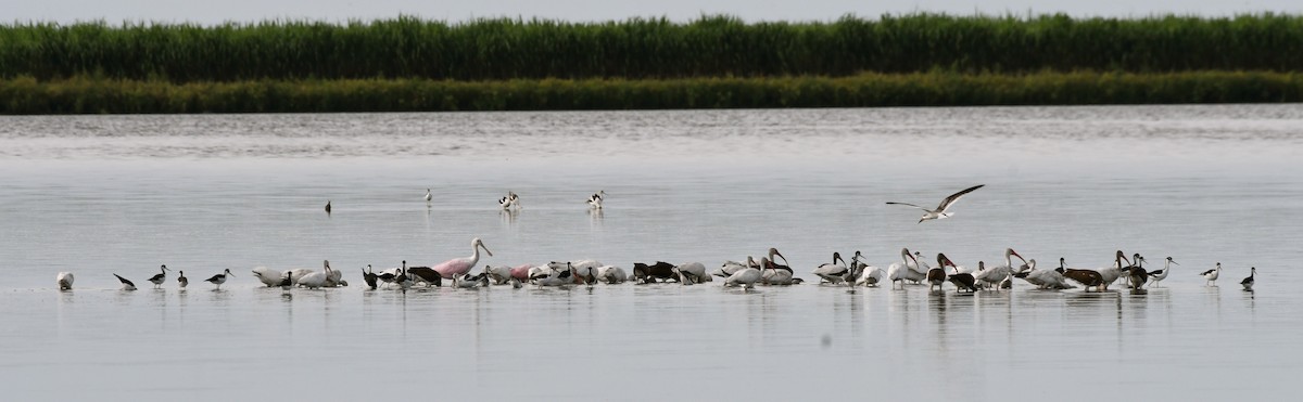 White Ibis - ML67134351