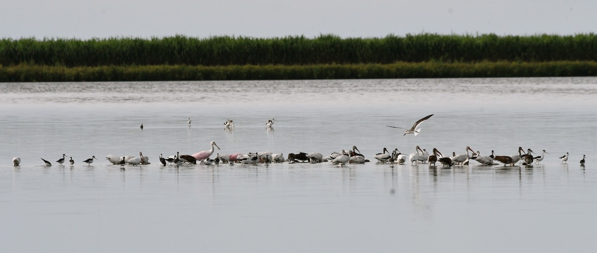 ibis bílý - ML67134361