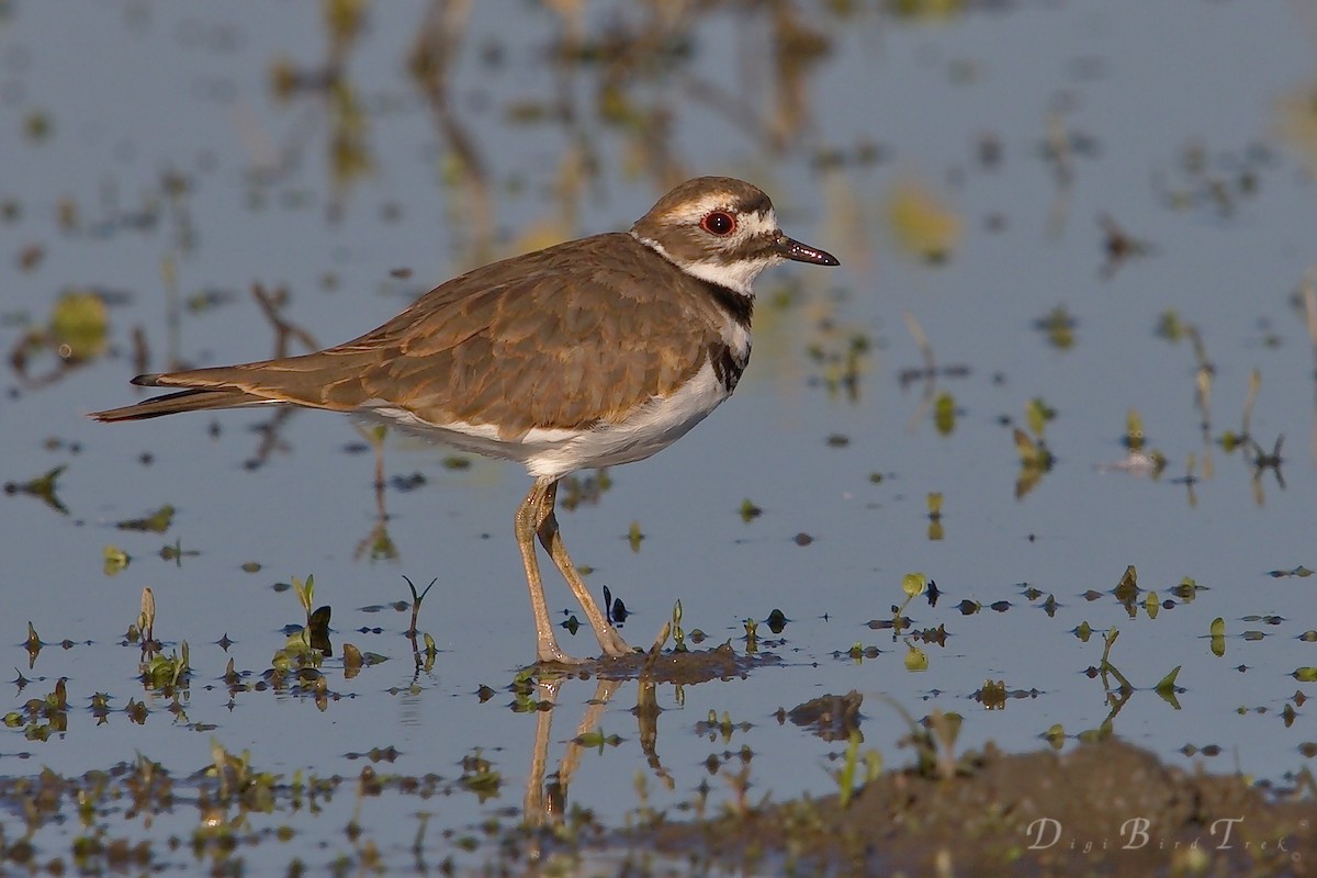 Killdeer - DigiBirdTrek CA